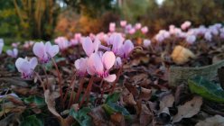 Cyclamen hederifolium Цикламен